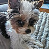 animal, black_white_brown, blanket, close_up, cozy, cute, dog, ears, eyes, face, fluffy, fur, indoors, nose, pet, portrait, puppy, shaggy, small_dog, tricolor