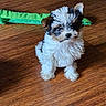 alert, animal, black_fur, black_nose, brown_fur, cute, dog, fluffy, green_toy, indoor, long_hair, pet, playful, portrait, puppy, sitting, small_dog, toy, white_fur, wooden_floor