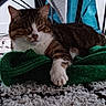 Slouggy a rejoint le concours — aidez-le/la à gagner de superbes lots ! abyssinian, animal, architecture, blanket, building, cat, chair, clothing, couch, cushion, furniture, homedecor, kitten, knitwear, linen, manx, pet, siamese, sweater, towel
