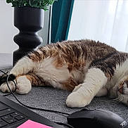Slouggy participe au concours pour gagner de l'argent avec cette photo : animal, cat, computer, computerhardware, computerkeyboard, desk, electronics, furniture, hardware, laptop, monitor, mouse, pc, person, pet, plant, pottedplant, screen, sleeping, table