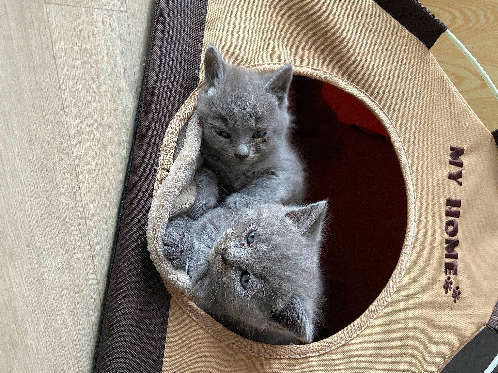 Raja participe au concours pour gagner de l'argent avec cette photo : british_longhair, british_semi_longhair, british_shorthair, carnivore, cat, chartreux, domestic_short_haired_cat, felidae, kitten, korat, mammal, nebelung, russian_blue, small_to_medium_sized_cats, whiskers