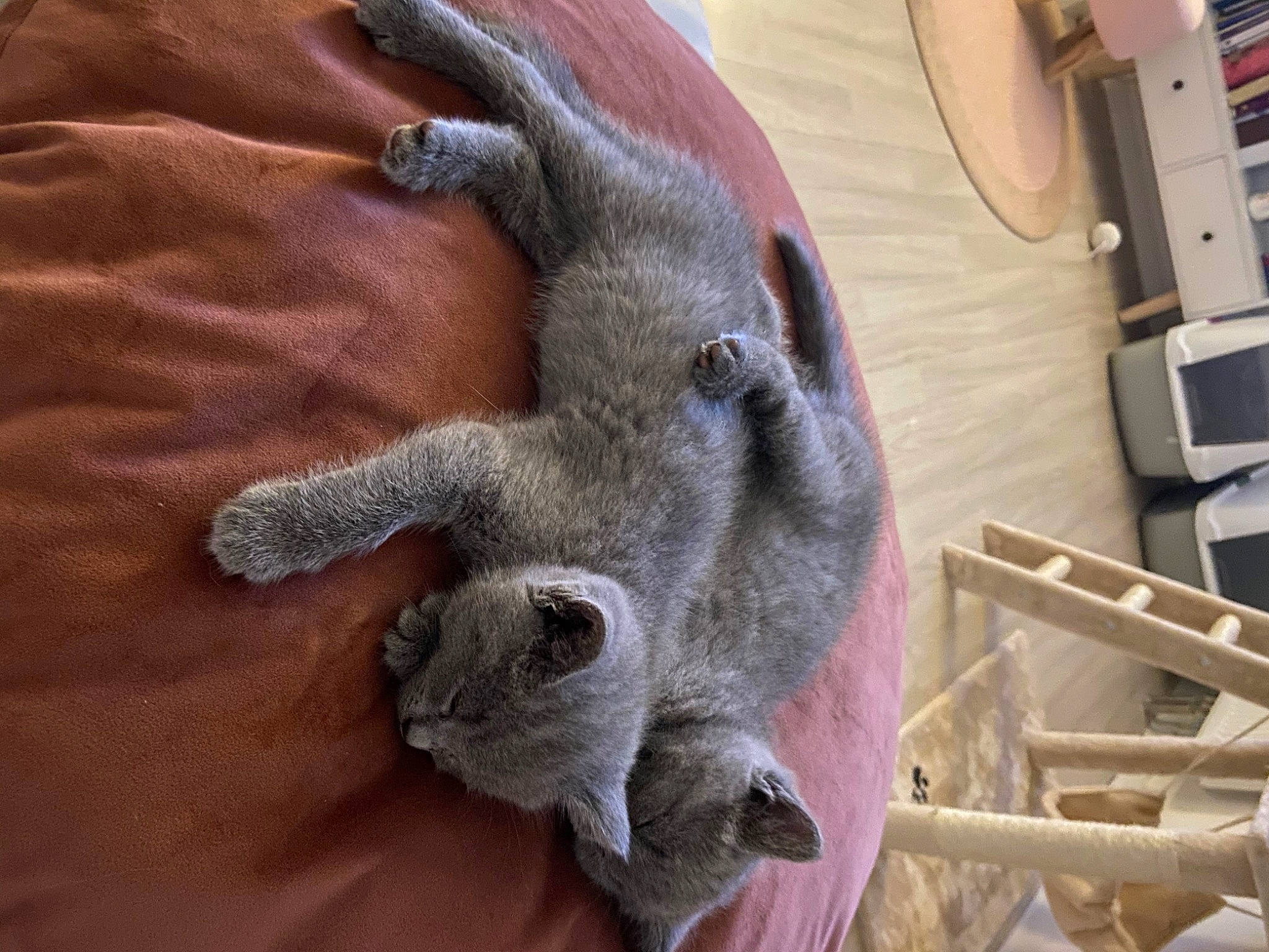 Raja participe au concours pour gagner de l'argent avec cette photo : cat, fawn, felidae, mammal, russian_blue, snout