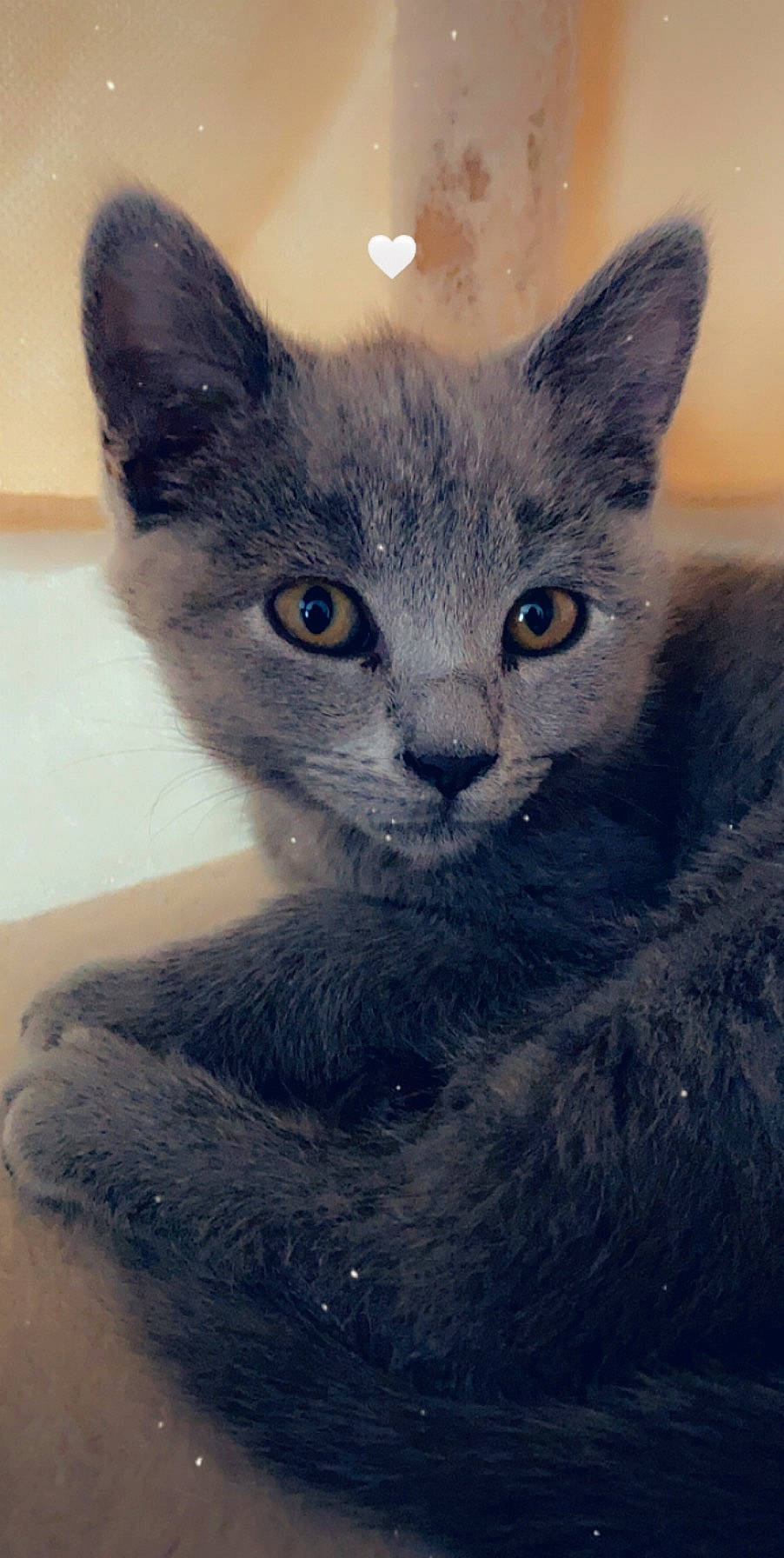 Raja participe au concours pour gagner de l'argent avec cette photo : asian, burmese, carnivore, cat, chartreux, domestic_short_haired_cat, felidae, german_rex, kitten, korat, mammal, nebelung, ojos_azules, russian_blue, small_to_medium_sized_cats, snout, vertebrate, whiskers