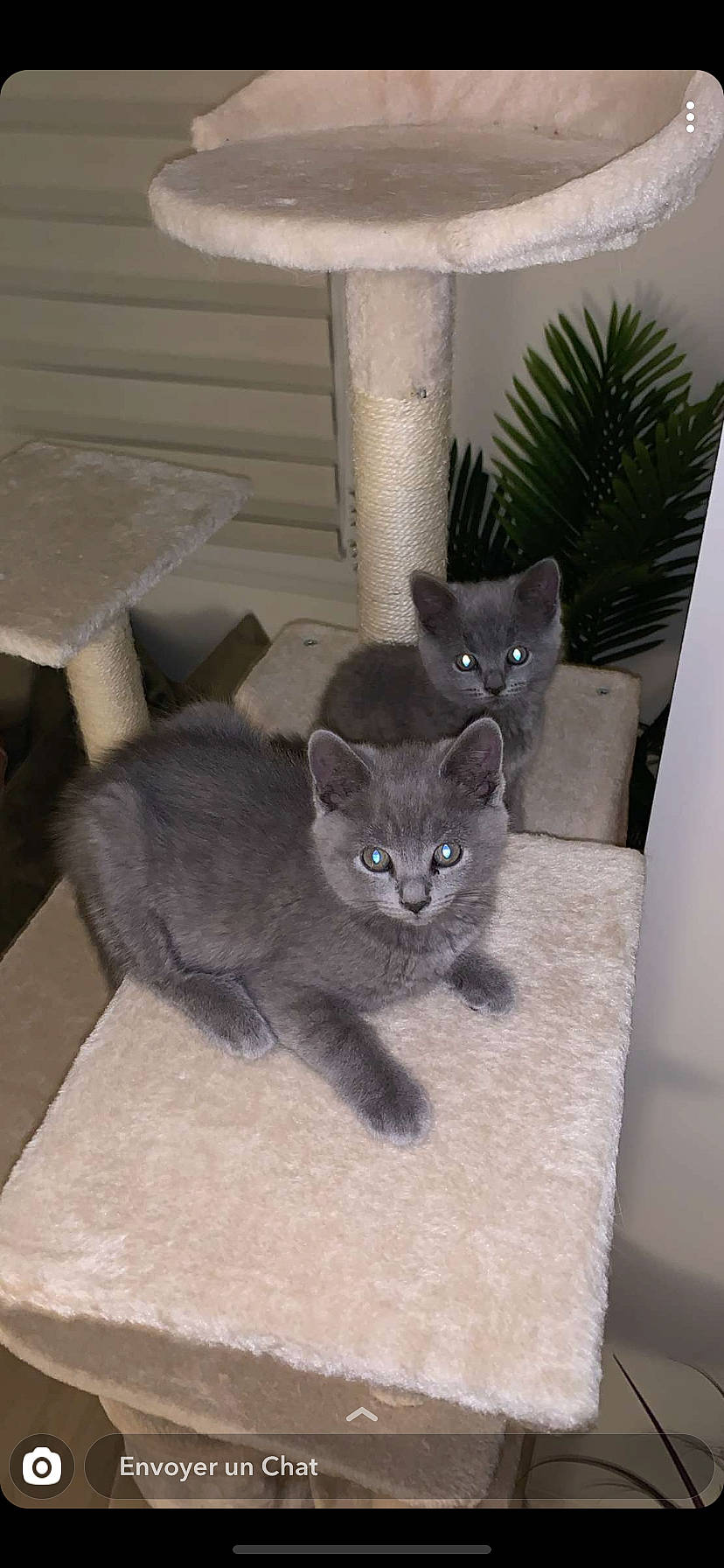 Raja participe au concours pour gagner de l'argent avec cette photo : asian, british_shorthair, burmese, carnivore, cat, chartreux, domestic_short_haired_cat, fawn, felidae, kitten, korat, mammal, nebelung, russian_blue, small_to_medium_sized_cats, vertebrate, whiskers