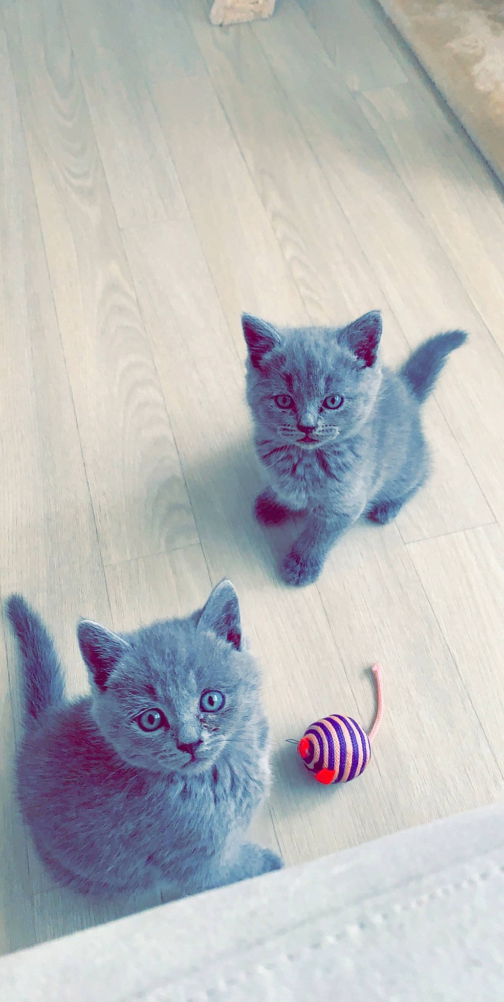 Rina a rejoint le concours — aidez-le/la à gagner de superbes lots ! asian, british_longhair, british_semi_longhair, british_shorthair, carnivore, cat, chartreux, domestic_short_haired_cat, european_shorthair, fawn, felidae, kitten, mammal, small_to_medium_sized_cats, whiskers