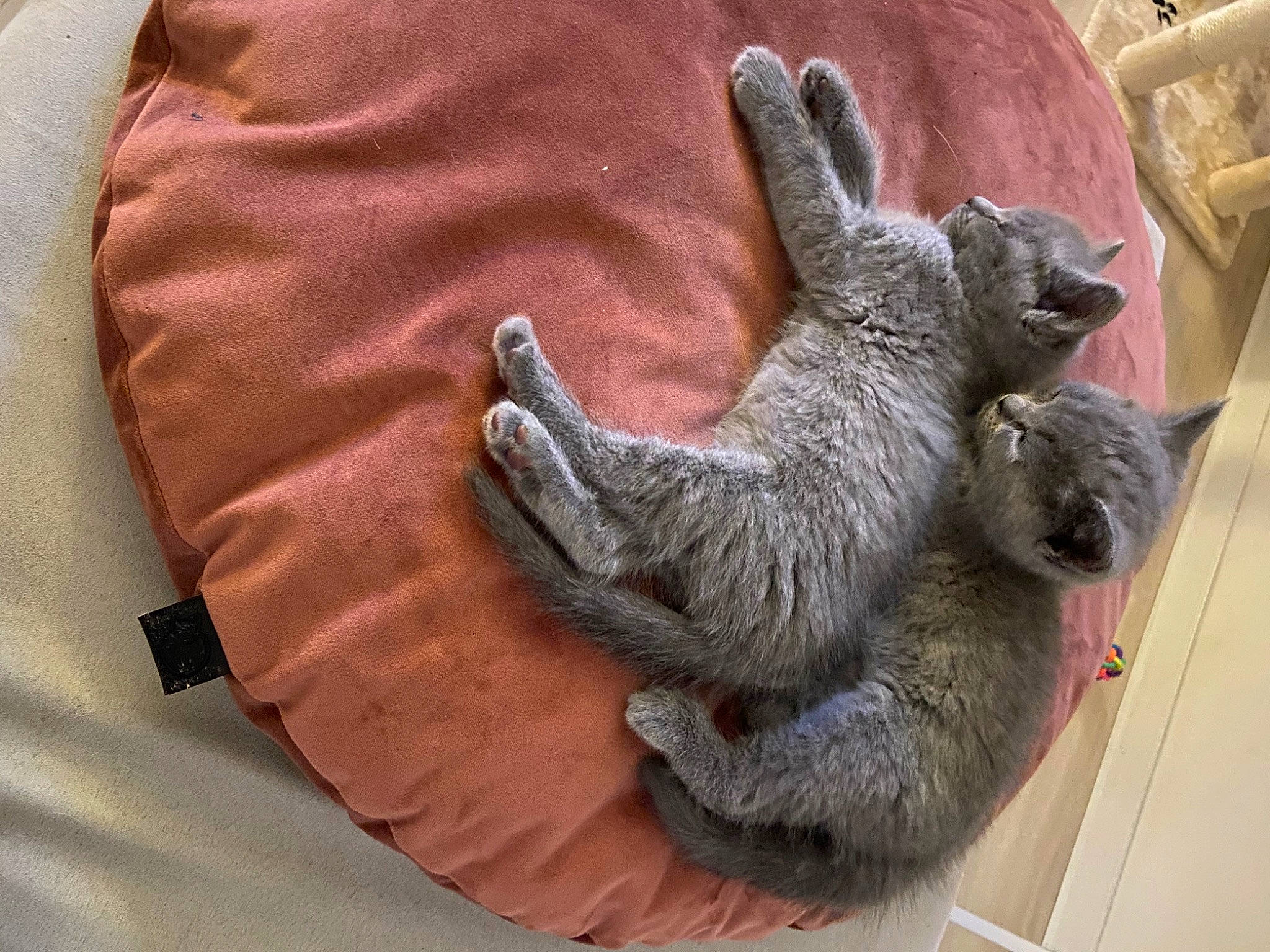 Rina participe au concours pour gagner de l'argent avec cette photo : fur, russian_blue, sloth, snout