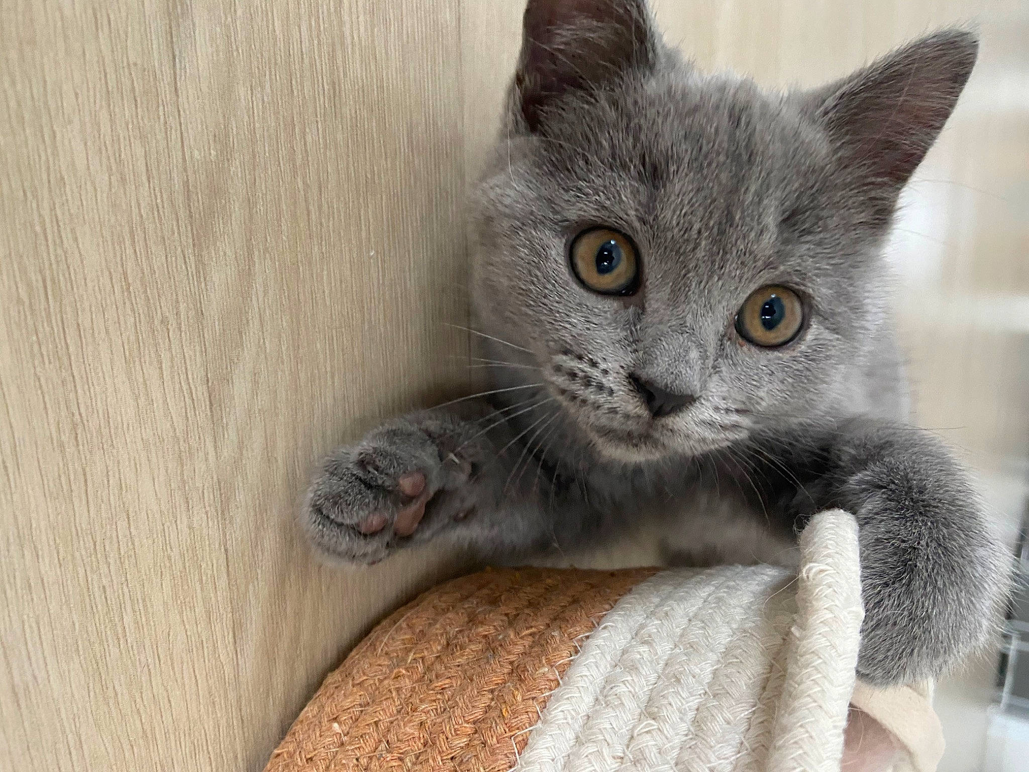 Rina participe au concours pour gagner de l'argent avec cette photo : asian, australian_mist, british_longhair, british_semi_longhair, british_shorthair, carnivore, cat, chartreux, domestic_short_haired_cat, european_shorthair, felidae, kitten, korat, mammal, nebelung, russian_blue, small_to_medium_sized_cats, snout, vertebrate, whiskers