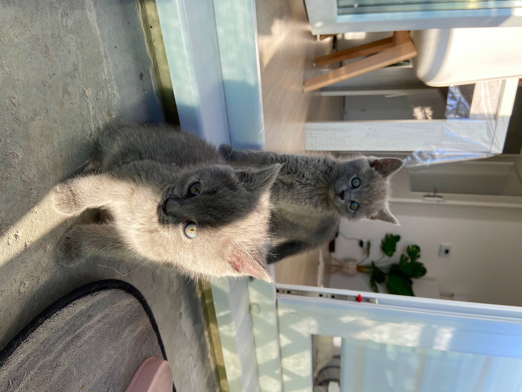 Rina a rejoint le concours — aidez-le/la à gagner de superbes lots ! carnivore, cat, domestic_short_haired_cat, felidae, koala, nebelung, russian_blue, small_to_medium_sized_cats, whiskers