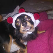 Gizmo is registered to the contest to win money with this photo: accessory, animal, bed, black_fur, blanket, brown_fur, cozy, cute, dog, ears, face, fur, hat, indoor, lying, pet, red, resting, small_dog, white