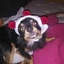 accessory, animal, bed, black_fur, blanket, brown_fur, cozy, cute, dog, ears, face, fur, hat, indoor, lying, pet, red, resting, small_dog, white