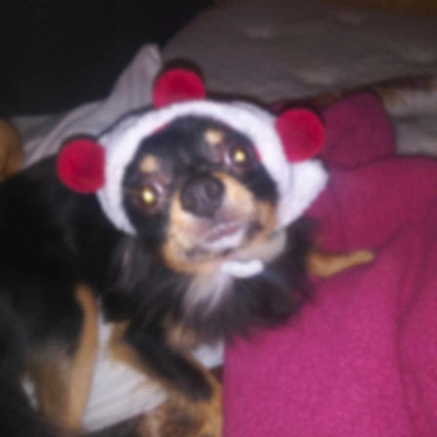 Gizmo