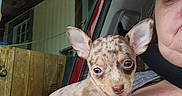 London joined the competition — help win amazing prizes! animal, brown, car, closeup, cute, dog, ears, face, fur, hand, holding, indoor, person, pet, puppy, relaxed, resting, seatbelt, spotted, window