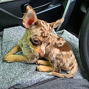 London joined the competition — help win amazing prizes! animal, blanket, brown, car_interior, companion, cozy, curious, cute, dog, ears, fur, indoor, pet, puppy, resting, seat, small_dog, spotted_coat, tan, young_dog