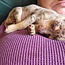 London joined the competition — help win amazing prizes! animal, close_up, cozy, cute, expression, face, fur, indoor, knitted_texture, nap, paw, person, pet, portrait, puppy, purple_sweater, resting, sleeping, warm, young_dog
