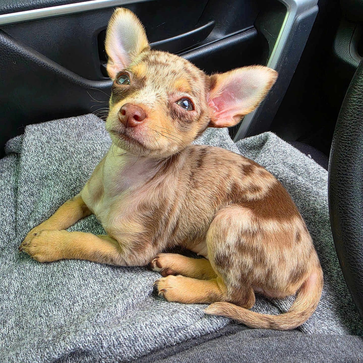 London joined the competition — help win amazing prizes! animal, blanket, car_interior, companion, cozy, curious, cute, dog, domestic, ears, fur, gray, indoor, lying_down, pet, portrait, puppy, resting, small, young