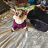 London is registered to the contest to win money with this photo: animal, bed, blanket, clothing, comfort, cozy, cute, dog, ears, fur, home, indoor, looking_up, pet, puppy, small_dog, soft, sweater, texture, warm