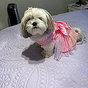 Bella joined the competition — help win amazing prizes! dog, pet, bed, blanket, pink_dress, tutu, fur, small_dog, indoor, cute, animal, white_fur, adorable, costume, fluffy, portrait, domestic_animal, home, accessory, fashion
