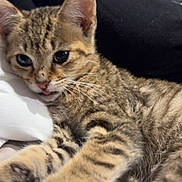 Mailbu joined the competition — help win amazing prizes! kitten, tabby, cat, pet, animal, close_up, fur, whiskers, relaxed, tongue_out, cute, indoor, person_blurred, resting, soft, young_cat, striped, feline, sleepy, cuddly