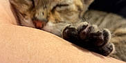Mailbu is registered to the contest to win money with this photo: kitten, sleeping, paw, close_up, tabby, fur, pet, animal, resting, cute, adorable, human_arm, soft, cozy, indoor, young, peaceful, domestic_cat, snuggle, relaxation