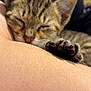 kitten, sleeping, paw, close_up, tabby, fur, pet, animal, resting, cute, adorable, human_arm, soft, cozy, indoor, young, peaceful, domestic_cat, snuggle, relaxation
