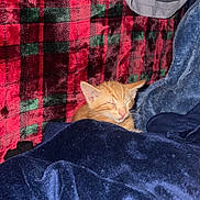 Jasper is registered to the contest to win money with this photo: kitten, orange_cat, sleeping, blanket, plaid, red, green, blue_blanket, cozy, indoor, pet, fur, cute, resting, small, animal, soft_texture, domestic_cat, relaxation, nap