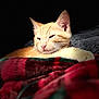 Jasper is registered to the contest to win money with this photo: animal, blanket, cat, closeup, cozy, ear, feline, fur, indoor, orange_cat, pet, pink_nose, plaid, portrait, relaxed, resting, sleepy, soft, warm_light, whiskers