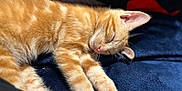 Jasper is registered to the contest to win money with this photo: cat, kitten, sleeping, orange_tabby, feline, pet, cozy, blanket, indoor, closeup, paw, pink_pads, fur, resting, cute, animal, relaxing, soft_light, young_cat, domestic_cat