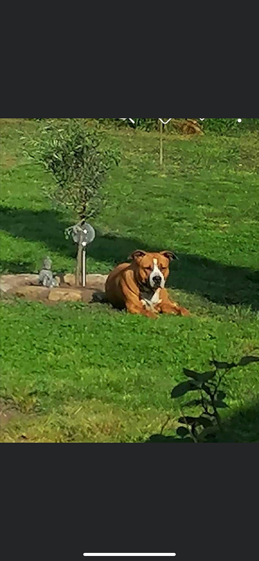 Inka a rejoint le concours — aidez-le/la à gagner de superbes lots ! canidae, carnivore, companion_dog, dog, dog_breed, drawing, grass, grassland, illustration, landscape, meadow, natural_landscape, nature, painting, pasture, plain, prairie, terrestrial_animal, wildlife, working_animal