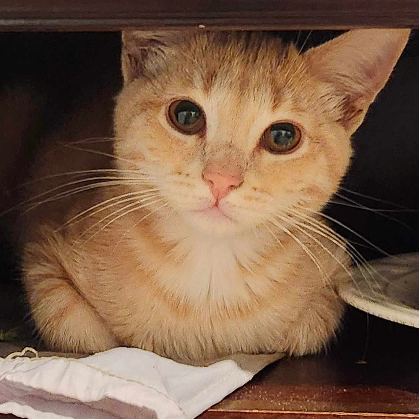 Breadstick is registered to the contest to win money with this photo: animal, cat, closeup, cozy, curious, cute, domestic_cat, ears, eyes, face, feline, fur, indoor, orange_tabby, pet, portrait, resting, still_life, whiskers, wooden