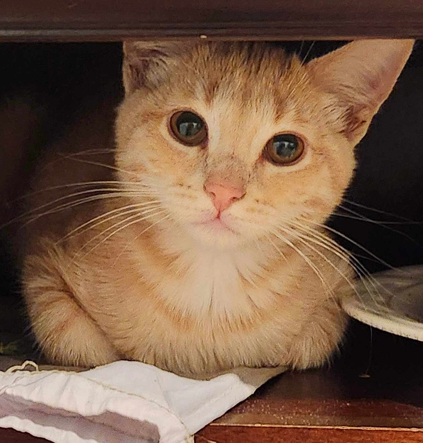 Breadstick is registered to the contest to win money with this photo: cat, orange_tabby, whiskers, closeup, pet, animal, feline, cozy, resting, curious, indoor, wooden, face, ears, eyes, fur, cute, domestic_cat, portrait, still_life