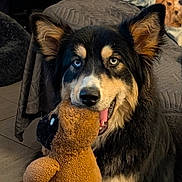 Orca participe au concours pour gagner de l'argent avec cette photo : dog, puppy, fluffy, long_hair, black_and_tan, heterochromia, blue_eye, brown_eye, open_mouth, tongue, holding_toy, stuffed_animal, teddy_bear, pet, portrait, indoors, bedroom, blanket, furniture, playful