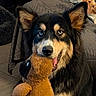 dog, puppy, fluffy, long_hair, black_and_tan, heterochromia, blue_eye, brown_eye, open_mouth, tongue, holding_toy, stuffed_animal, teddy_bear, pet, portrait, indoors, bedroom, blanket, furniture, playful