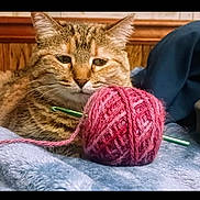 Coon joined the competition — help win amazing prizes! animal, blanket, brown, cat, closeup, cozy, crochet_hook, domestic_cat, feline, green, indoor, orange, pet, pink, relaxed, resting, soft_texture, tabby, wood_paneling, yarn
