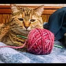animal, blanket, brown, cat, closeup, cozy, crochet_hook, domestic_cat, feline, green, indoor, orange, pet, pink, relaxed, resting, soft_texture, tabby, wood_paneling, yarn