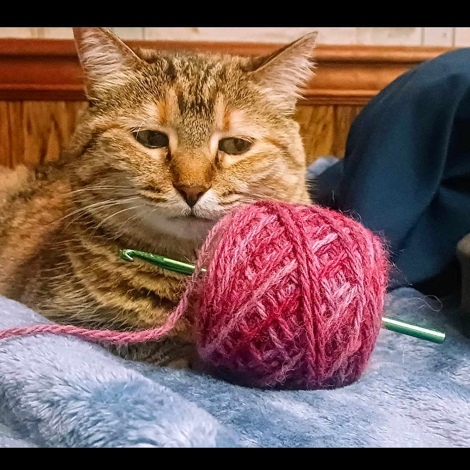 Coon joined the competition — help win amazing prizes! animal, blanket, brown, cat, closeup, cozy, crochet_hook, domestic_cat, feline, green, indoor, orange, pet, pink, relaxed, resting, soft_texture, tabby, wood_paneling, yarn