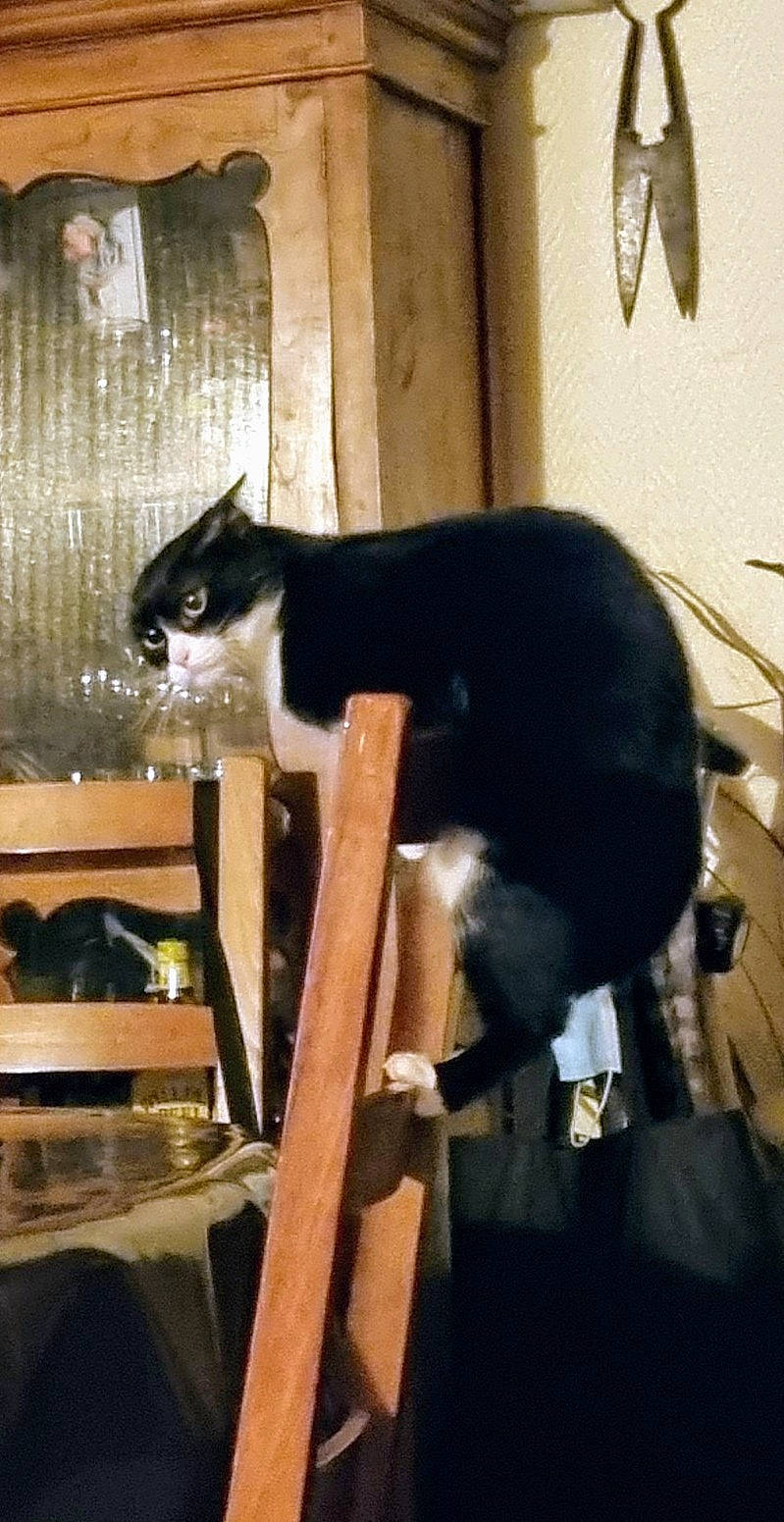 Zoro a rejoint le concours — aidez-le/la à gagner de superbes lots ! carnivore, cat, cat_supply, comfort, domestic_short_haired_cat, felidae, formal_wear, fur, pet_supply, small_to_medium_sized_cats, tail, terrestrial_animal, whiskers, window, wood