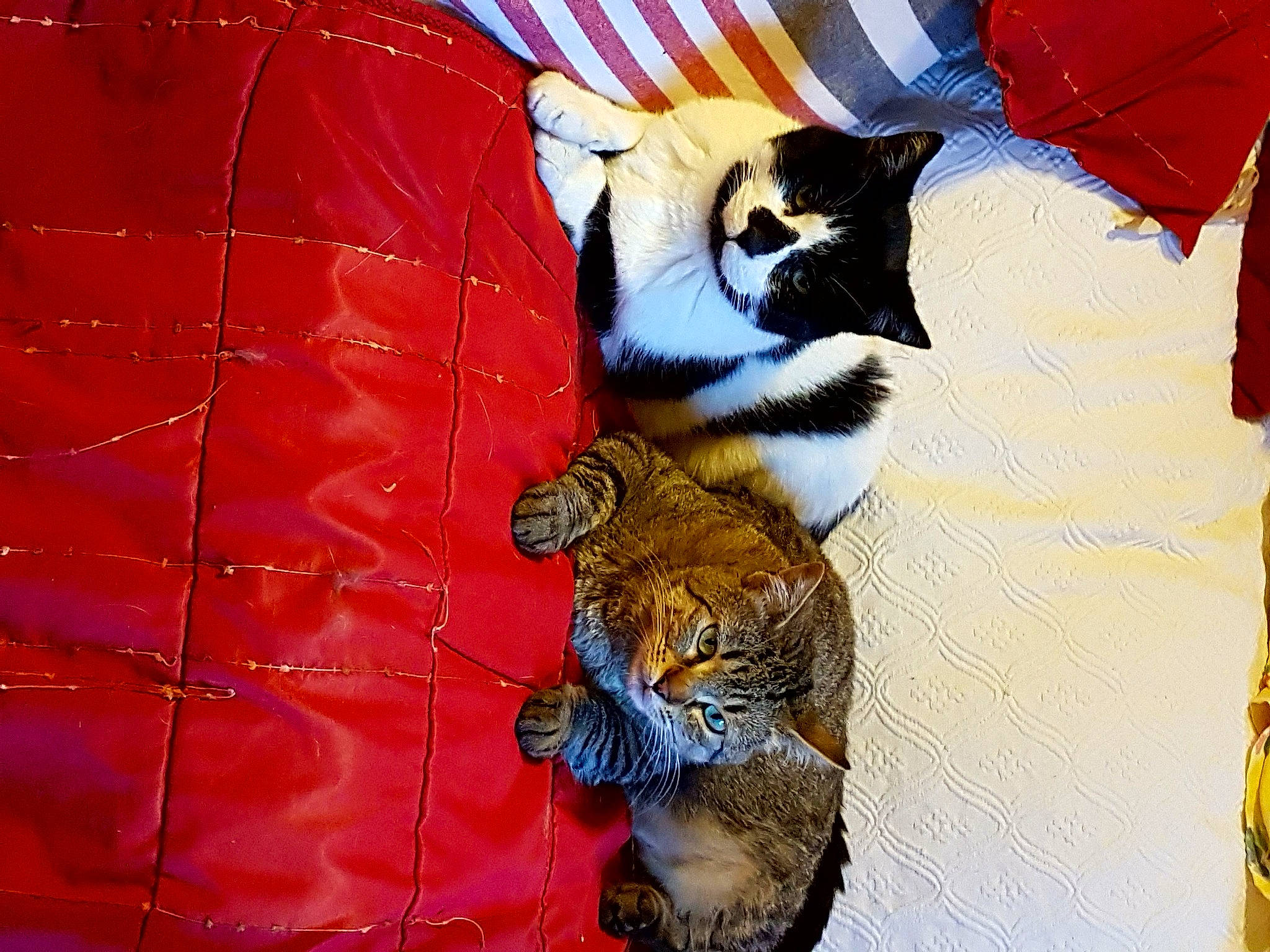 Gina participe au concours pour gagner de l'argent avec cette photo : bedding, big_cats, canidae, carnivore, cat, comfort, domestic_short_haired_cat, felidae, fur, grass, linens, orange, pattern, paw, room, small_to_medium_sized_cats, tail, textile, tree, whiskers