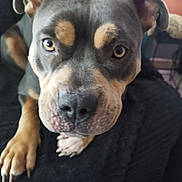 Bulma participe au concours pour gagner de l'argent avec cette photo : dog, close_up, pet, animal, black, brown, face, eyes, ears, paws, blanket, indoor, cozy, curious, resting, fur, home, plant, furniture, portrait