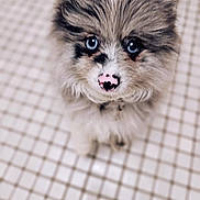 Cosmo is registered to the contest to win money with this photo: puppy, dog, blue_eyes, fluffy, close_up, cute, pet, animal, nose, pink_nose, fur, young_dog, looking_up, indoor, floor_tiles, adorable, small_dog, portrait, domestic_animal, canine