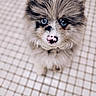 puppy, dog, blue_eyes, fluffy, close_up, cute, pet, animal, nose, pink_nose, fur, young_dog, looking_up, indoor, floor_tiles, adorable, small_dog, portrait, domestic_animal, canine