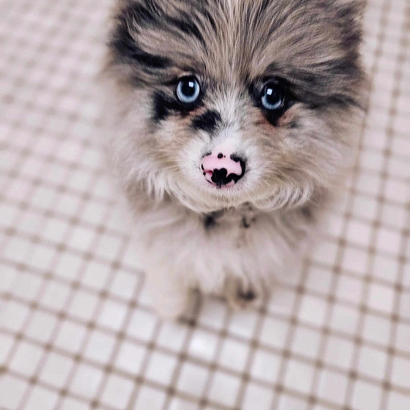 Cosmo