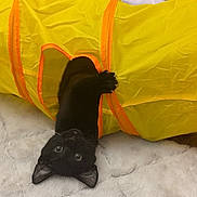 Enchilada joined the competition — help win amazing prizes! black_cat, cat, pet, playful, yellow_tunnel, toy, indoor, blanket, soft, curious, feline, animal, cute, upside_down, paw, fur, whiskers, ears, eyes, cozy
