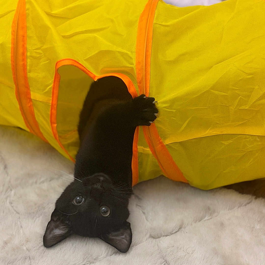 Enchilada joined the competition — help win amazing prizes! black_cat, cat, pet, playful, yellow_tunnel, toy, indoor, blanket, soft, curious, feline, animal, cute, upside_down, paw, fur, whiskers, ears, eyes, cozy