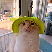 Benny Hana is registered to the contest to win money with this photo: cat, orange_cat, white_cat, pet, animal, bucket_hat, green_hat, portrait, close_up, face, whiskers, pink_nose, indoors, window, home, seated, cute, funny, fashion, natural_light
