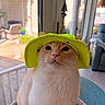 cat, orange_cat, white_cat, pet, animal, bucket_hat, green_hat, portrait, close_up, face, whiskers, pink_nose, indoors, window, home, seated, cute, funny, fashion, natural_light