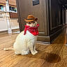 Benny Hana is registered to the contest to win money with this photo: cat, cowboy_hat, bandana, pet, animal, white_cat, sitting, indoor, kitchen, wood_floor, portrait, costume, funny, cute, face, whiskers, eyes, furniture, cabinet, home