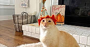 Benny Hana is registered to the contest to win money with this photo: cat, orange_cat, white_cat, pet, animal, pumpkin_hat, autumn, fall, fireplace, living_room, home_decor, rug, fluffy_rug, vase, flowers, basket, bookshelf, clock, portrait, indoors