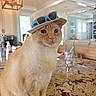 Benny Hana joined the competition — help win amazing prizes! cat, orange_cat, white_fur, pet, animal, sunglasses, sunhat, hat, portrait, close_up, sitting, indoors, kitchen, home, countertop, marble, furniture, lighting, whiskers, funny