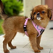 Lynnette Spratt joined the competition — help win amazing prizes! dog, puppy, pink_harness, standing, fur, pet, canine, animal, outdoor, side_view, brown_fur, small_dog, cute, young, alert, tail_up, ears, whiskers, snout, paws