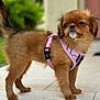 dog, puppy, pink_harness, standing, fur, pet, canine, animal, outdoor, side_view, brown_fur, small_dog, cute, young, alert, tail_up, ears, whiskers, snout, paws